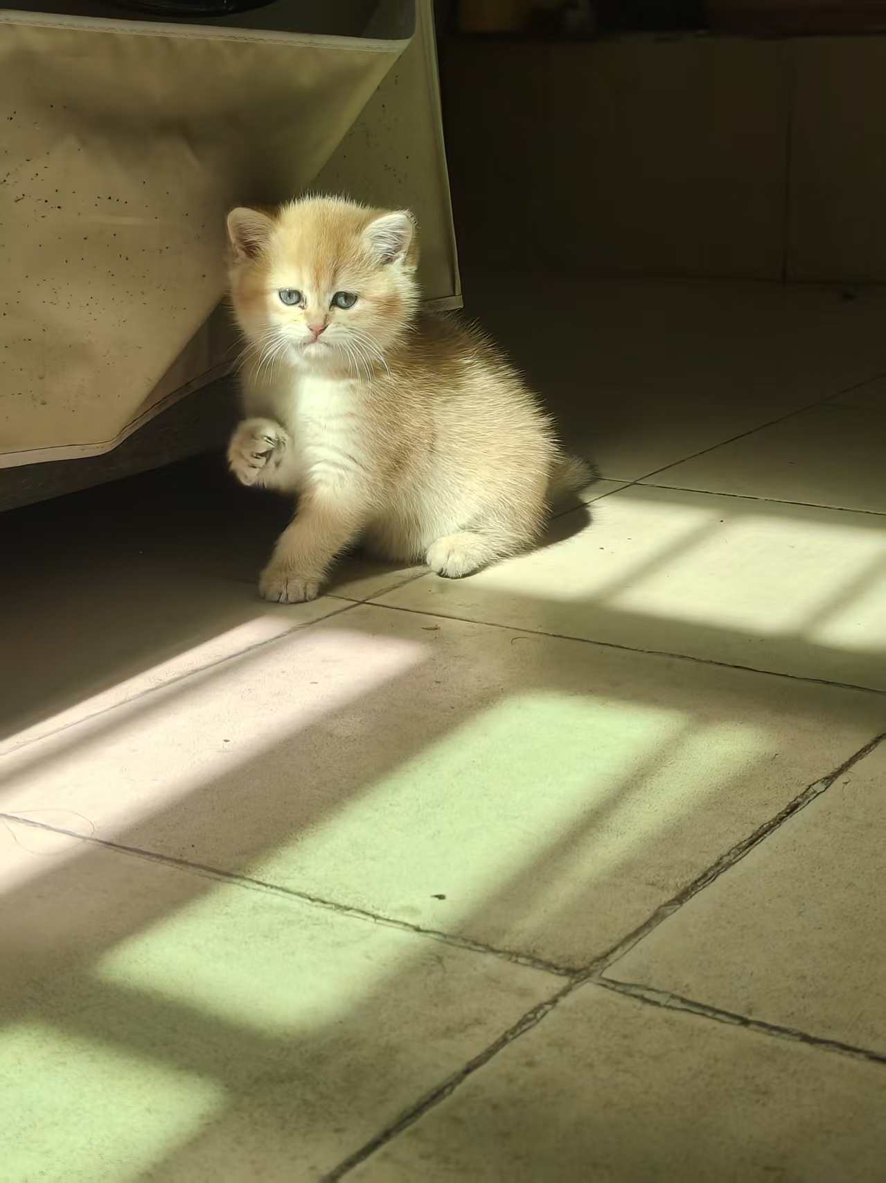 金渐层小猫崽找新家了